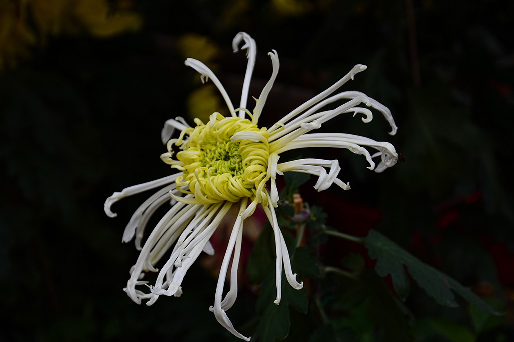 武汉市第三十九届金秋菊展