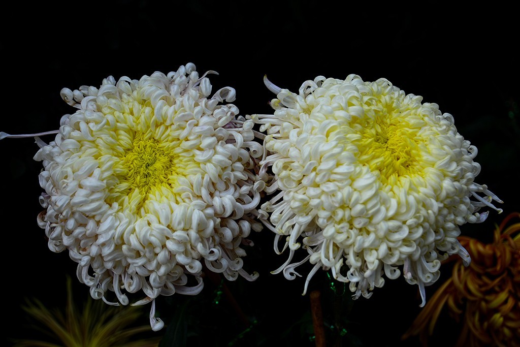 武汉市第三十九届金秋菊展