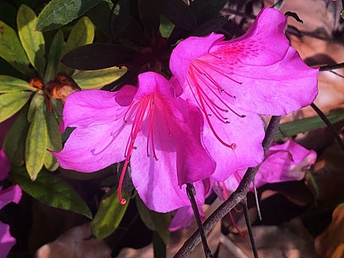 花卉系列【4131】