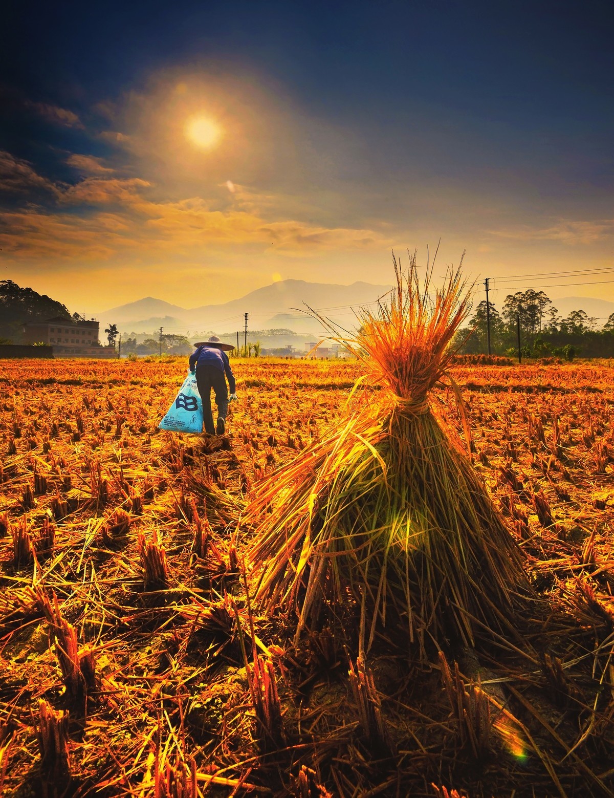 #留住美丽秋天# --- 拾稻穗