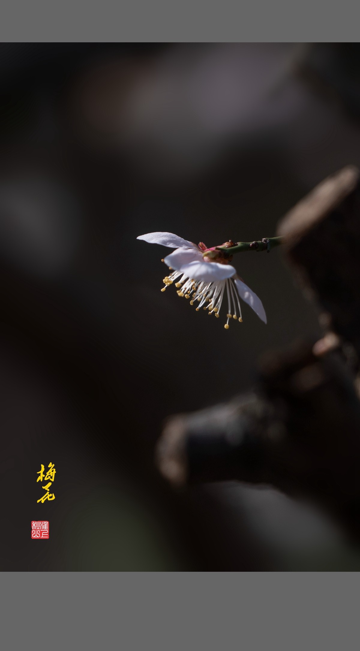 梅花-------枯木逢春