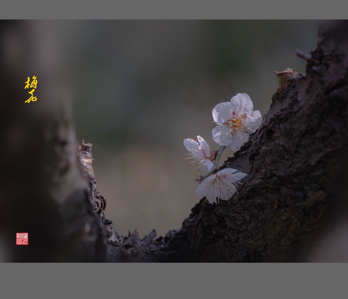 梅花-------枯木逢春