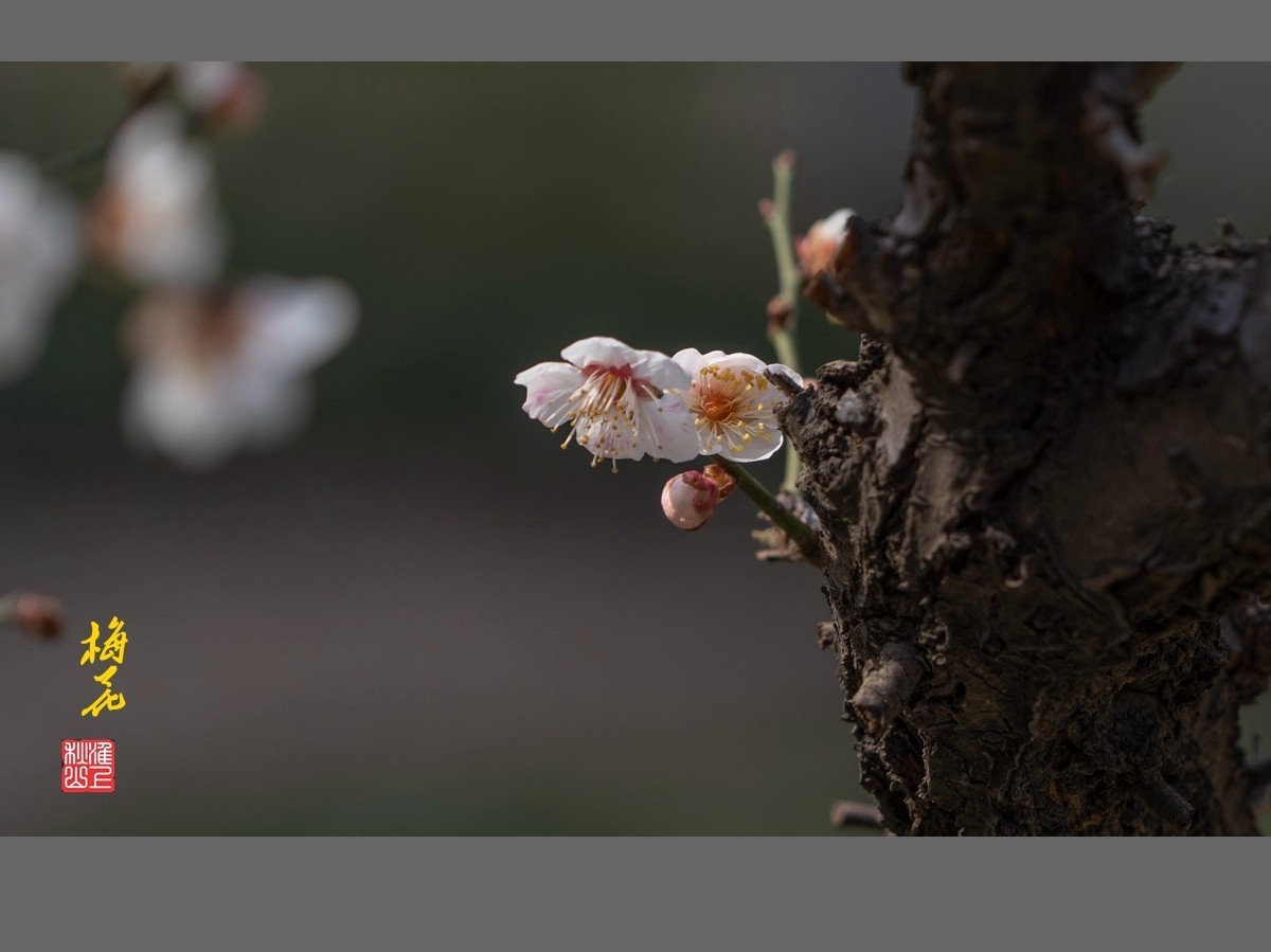 梅花-------枯木逢春