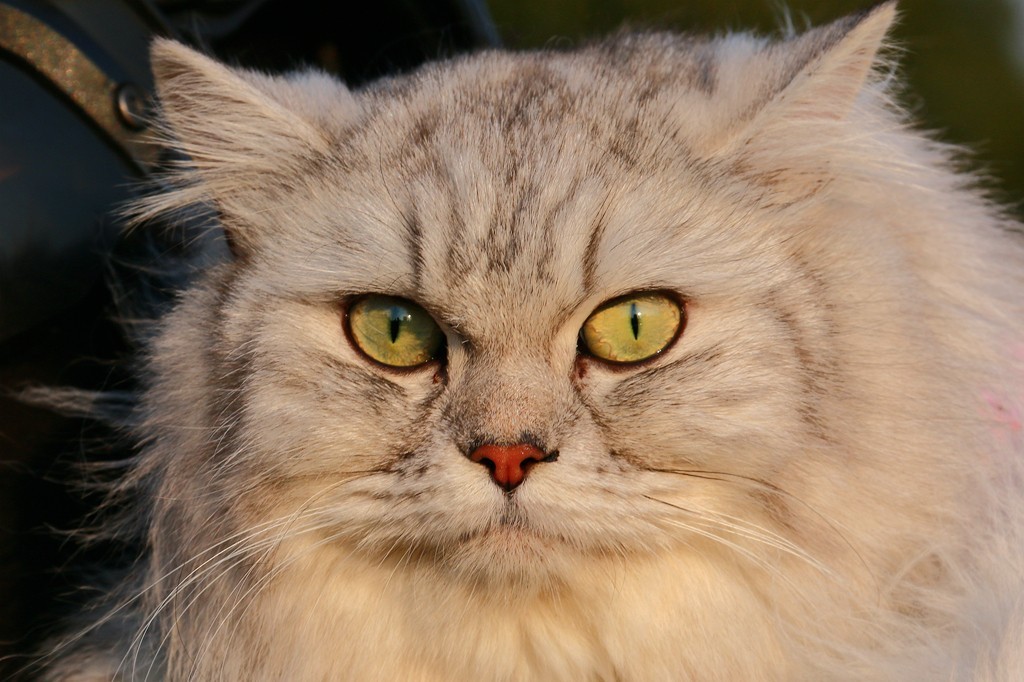 猫     咪