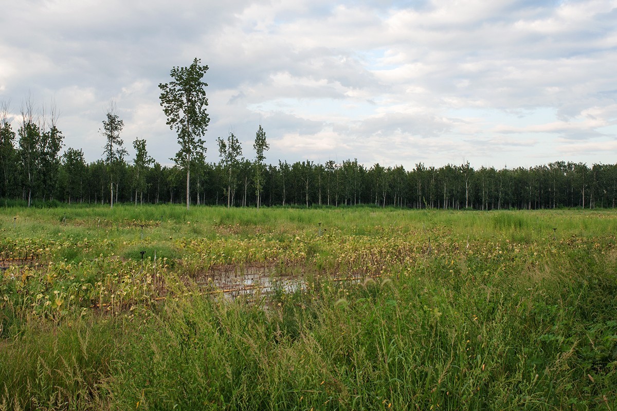 湿地公园场景随拍