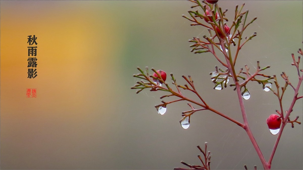 秋雨露影