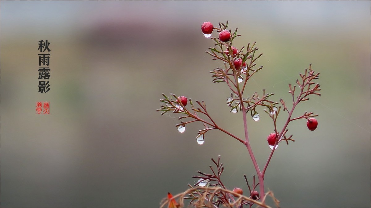 秋雨露影
