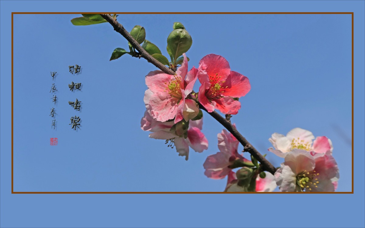 五彩缤纷海棠花，风摇细枝舞奇葩