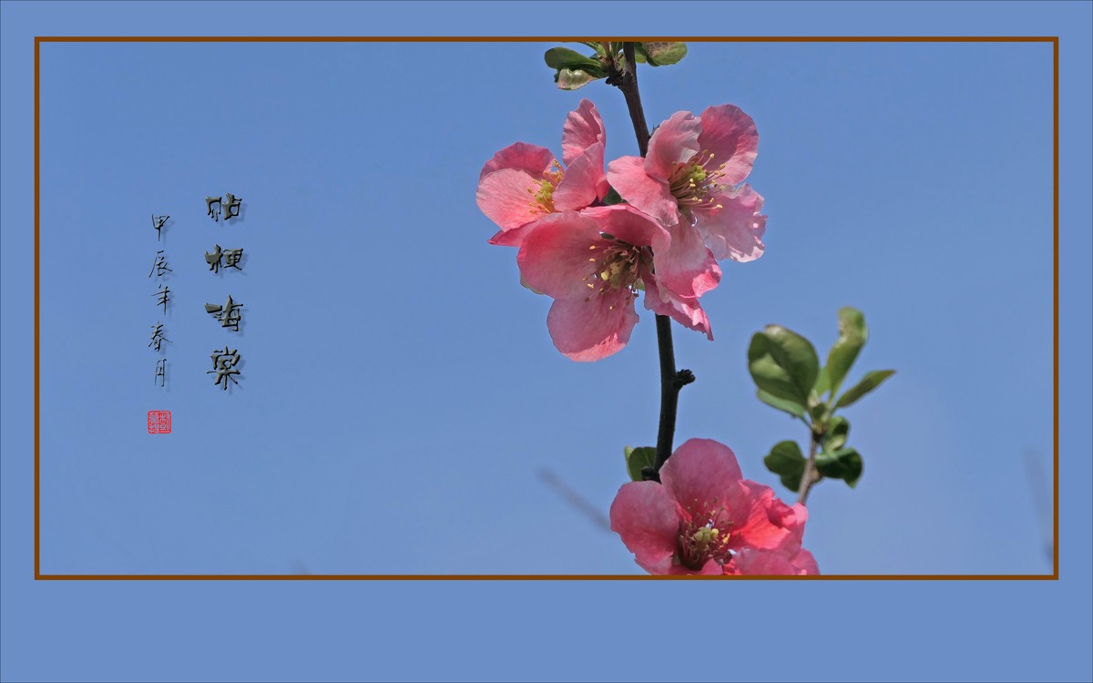 五彩缤纷海棠花，风摇细枝舞奇葩