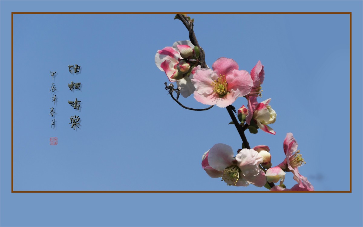 五彩缤纷海棠花，风摇细枝舞奇葩