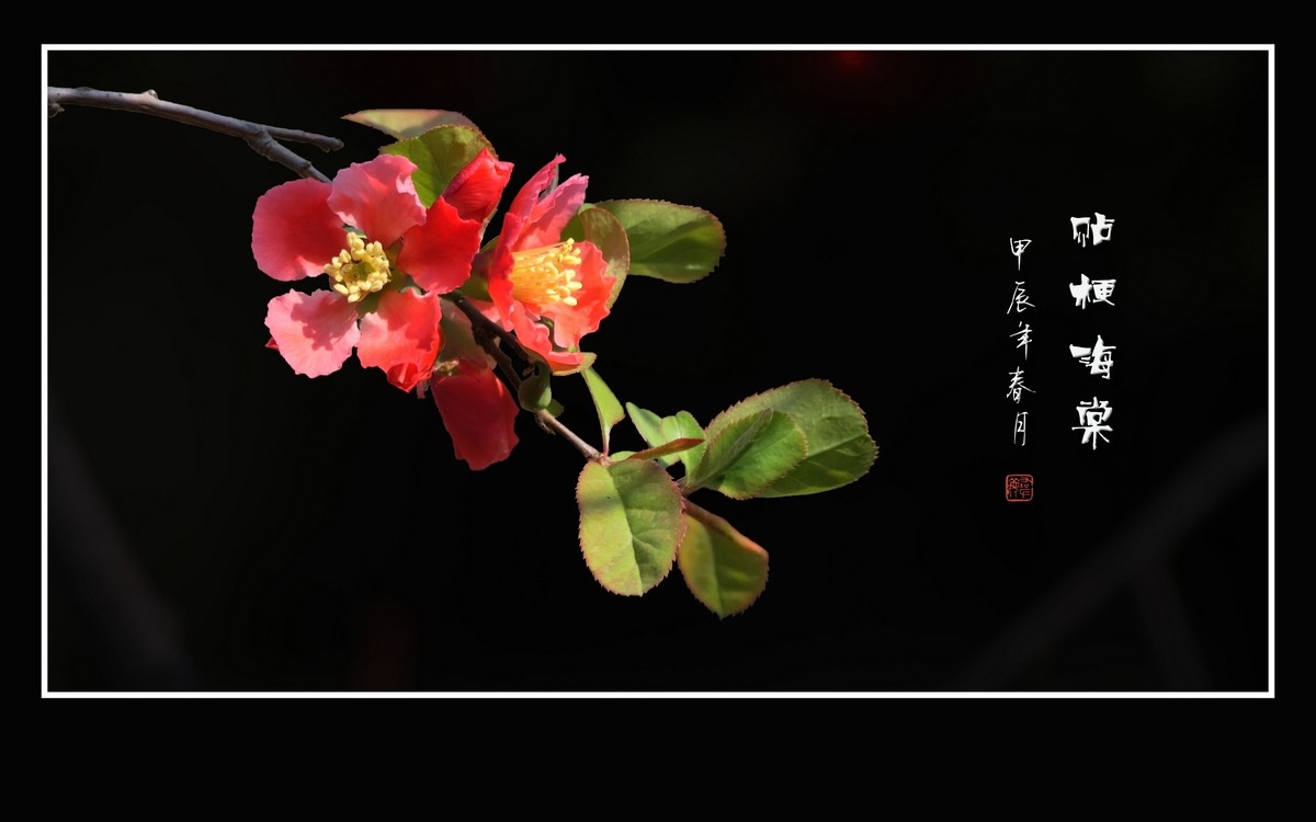 五彩缤纷海棠花，风摇细枝舞奇葩