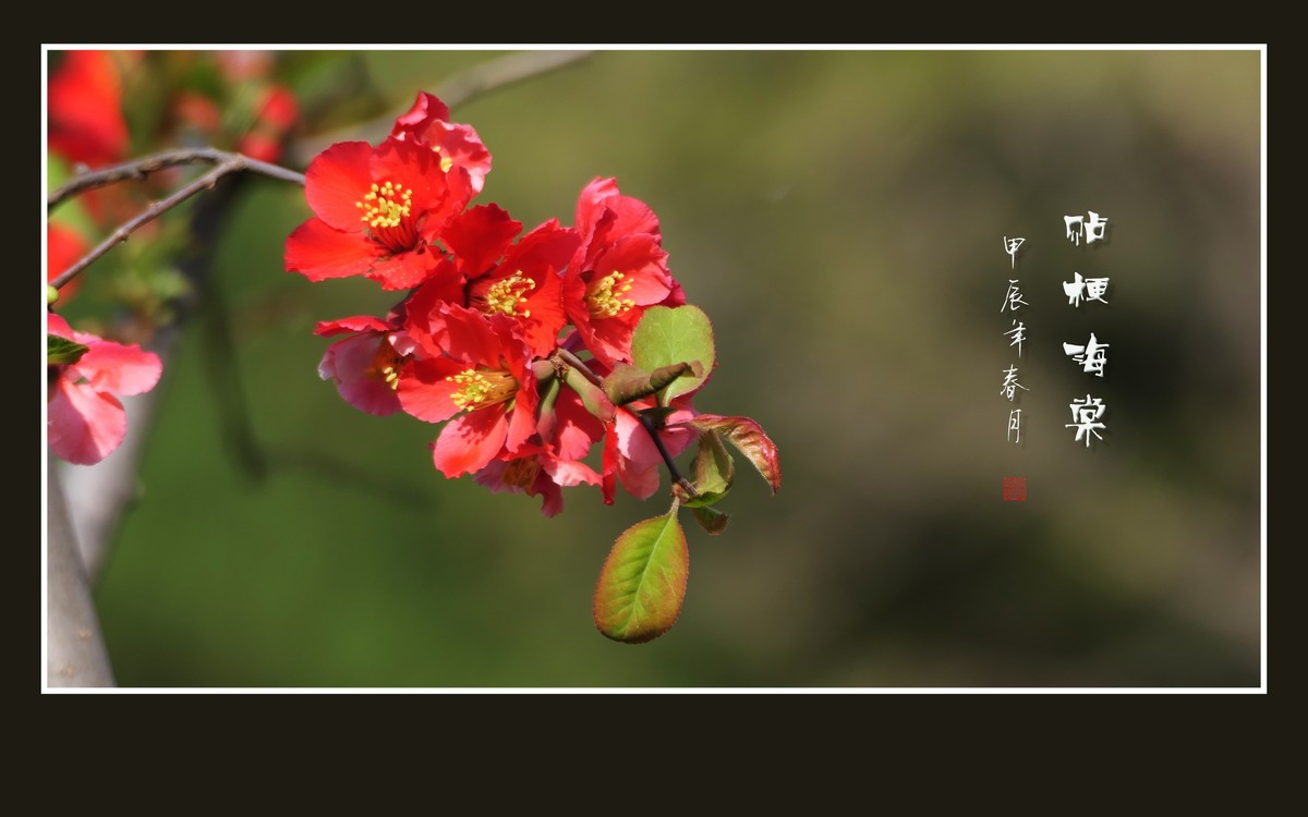 五彩缤纷海棠花，风摇细枝舞奇葩