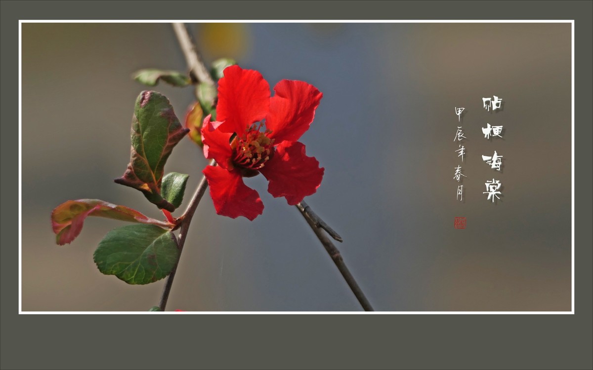 五彩缤纷海棠花，风摇细枝舞奇葩