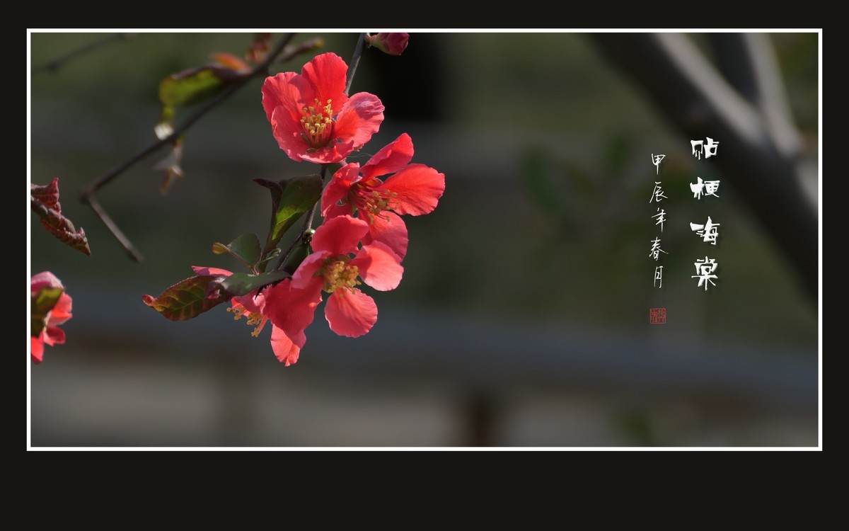 五彩缤纷海棠花，风摇细枝舞奇葩