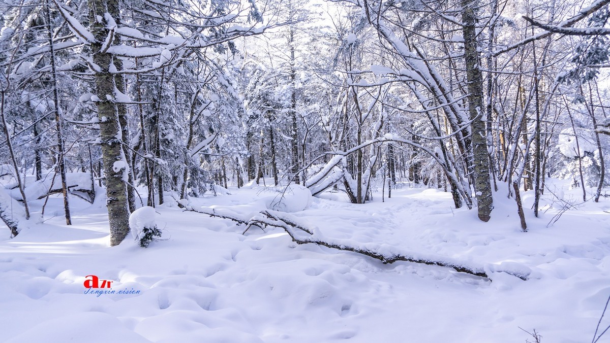 老克里湖林海雪原（35）