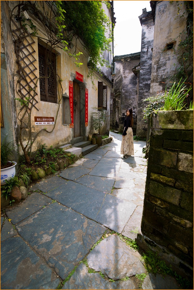 江西行—老街古树