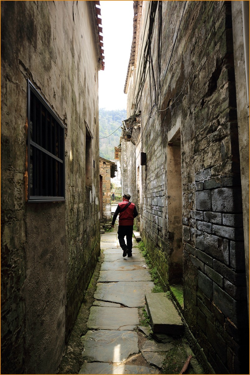 江西行—老街古树