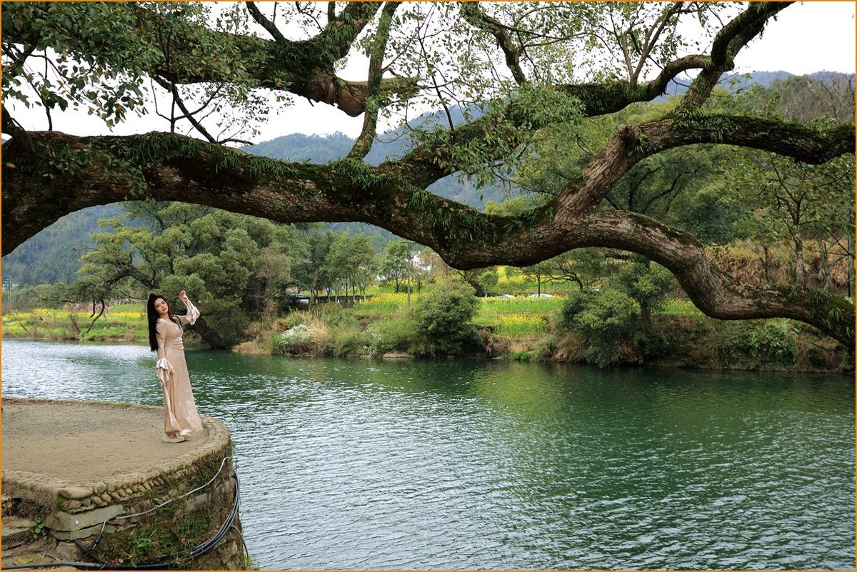 江西行—老街古树