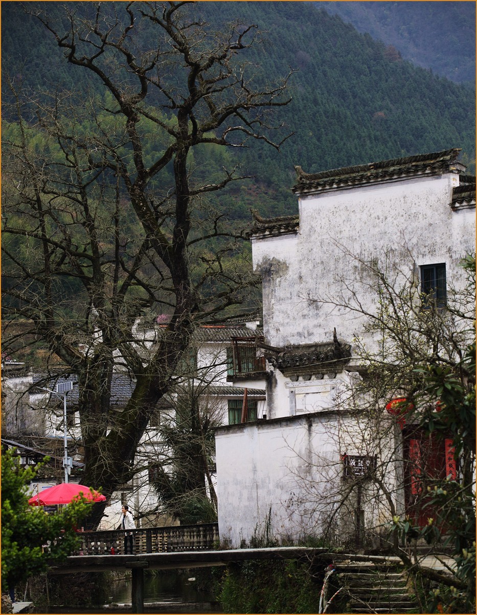 江西行—老街古树