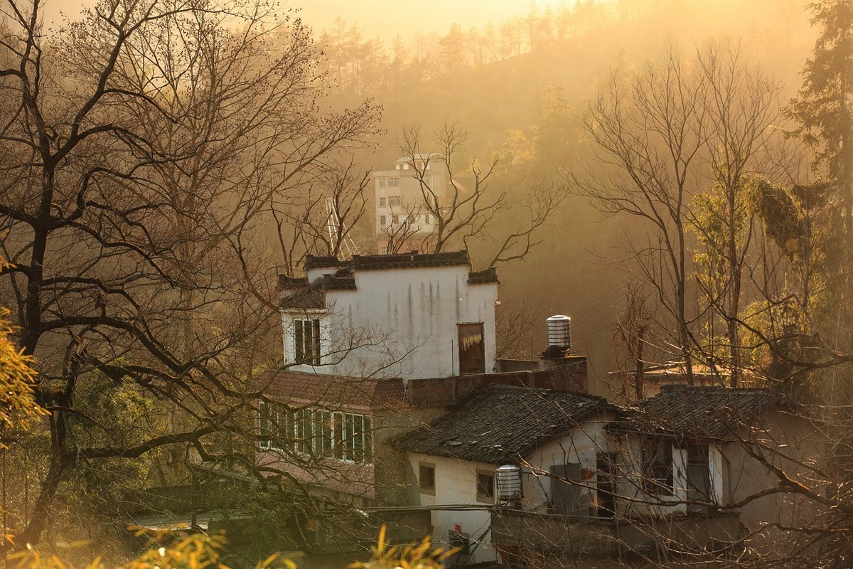 江西行—老街古树