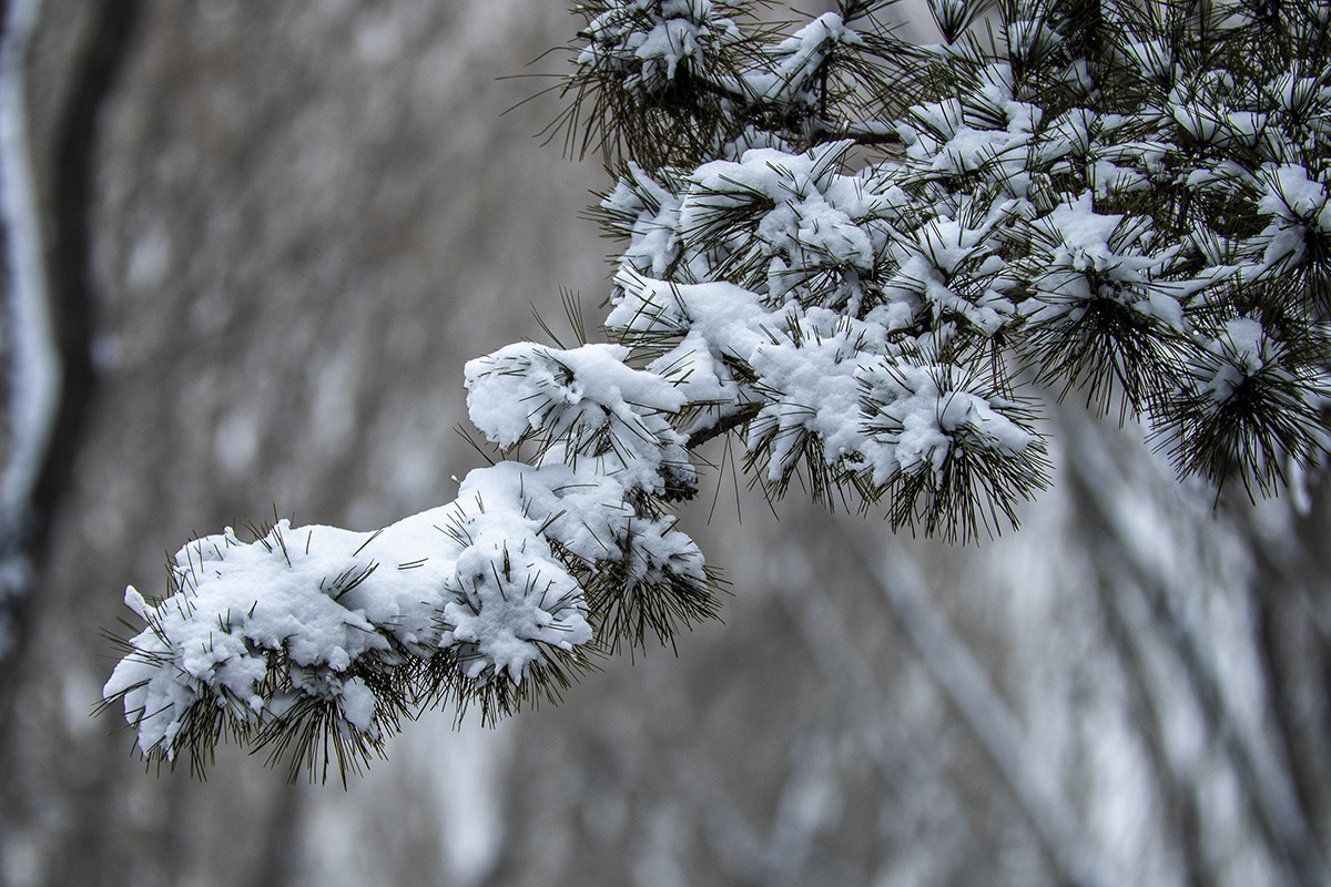 2504 惊蛰遇上雪纷纷