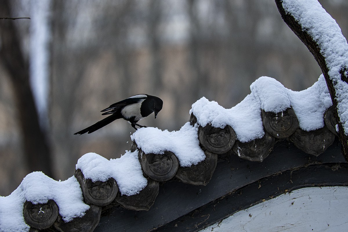 2504 惊蛰遇上雪纷纷