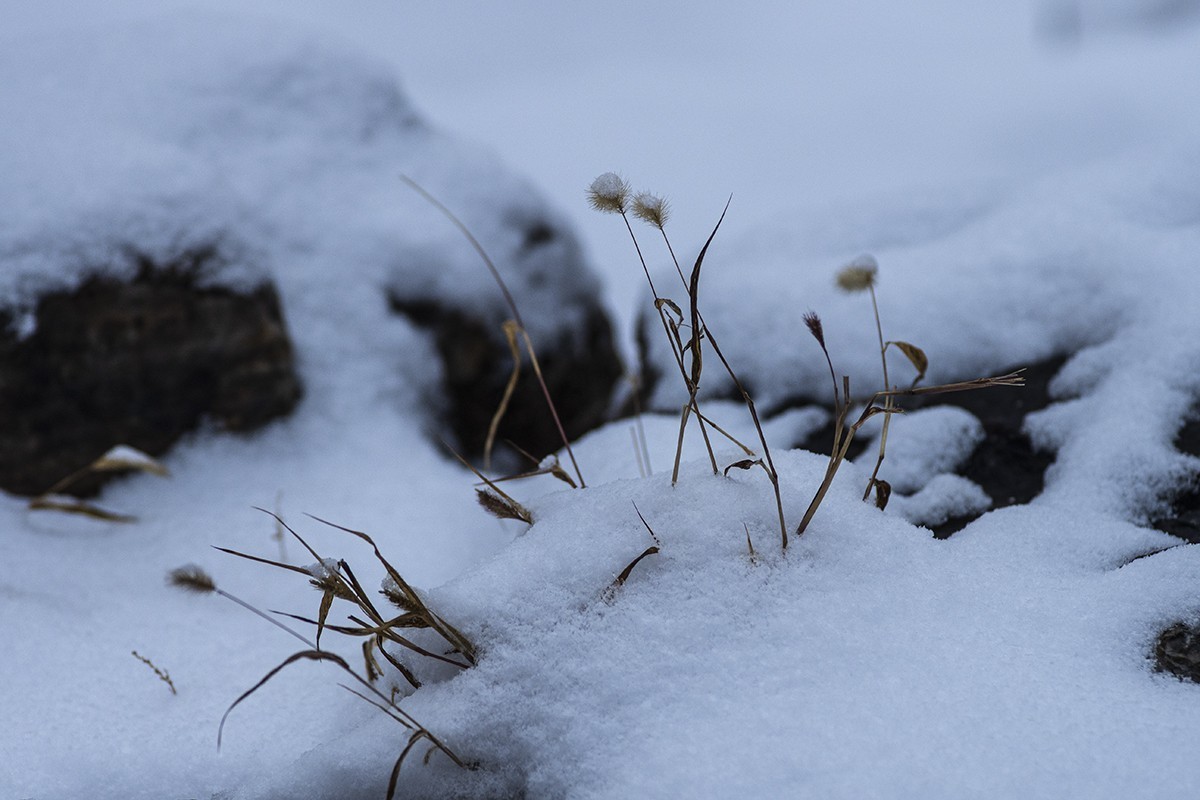 2504 惊蛰遇上雪纷纷