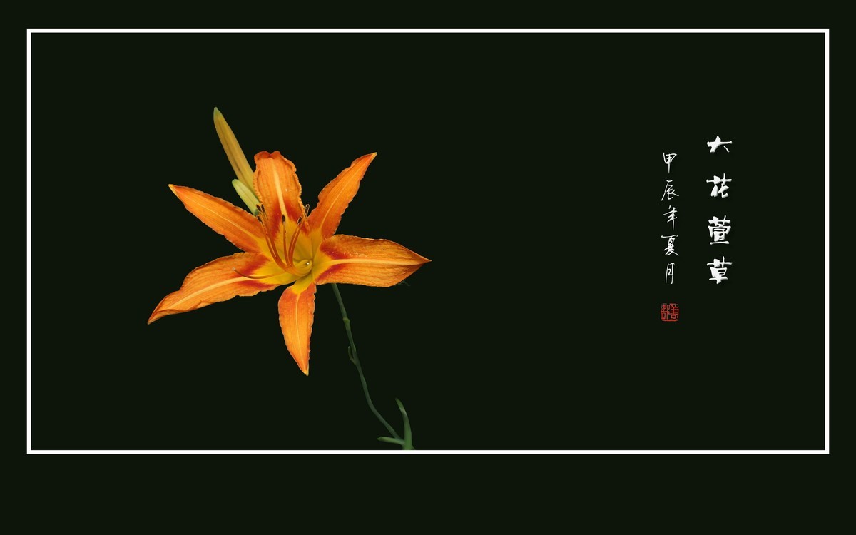 金黄鲜艳的大花萱草