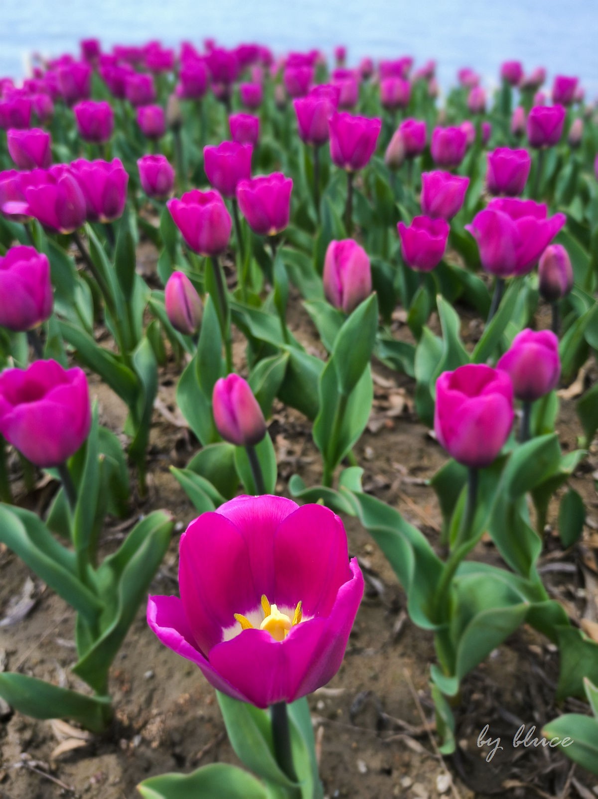 春意盎然（续3）