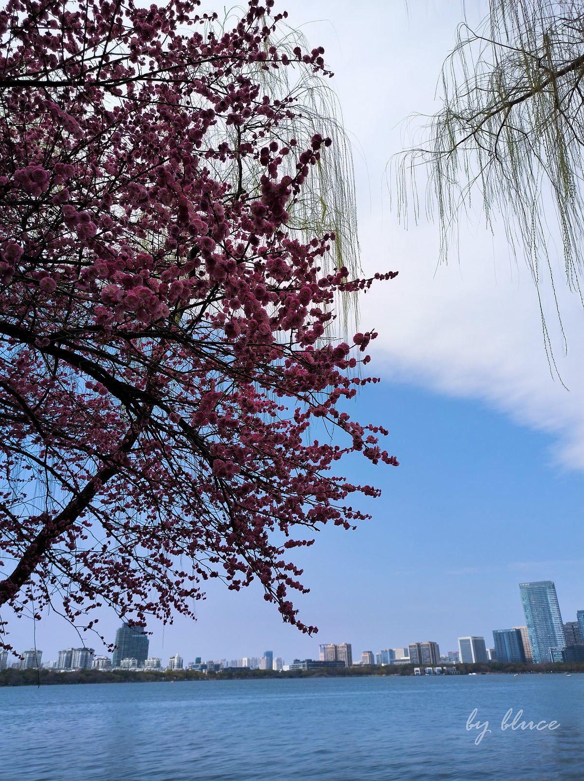 春意盎然（续3）