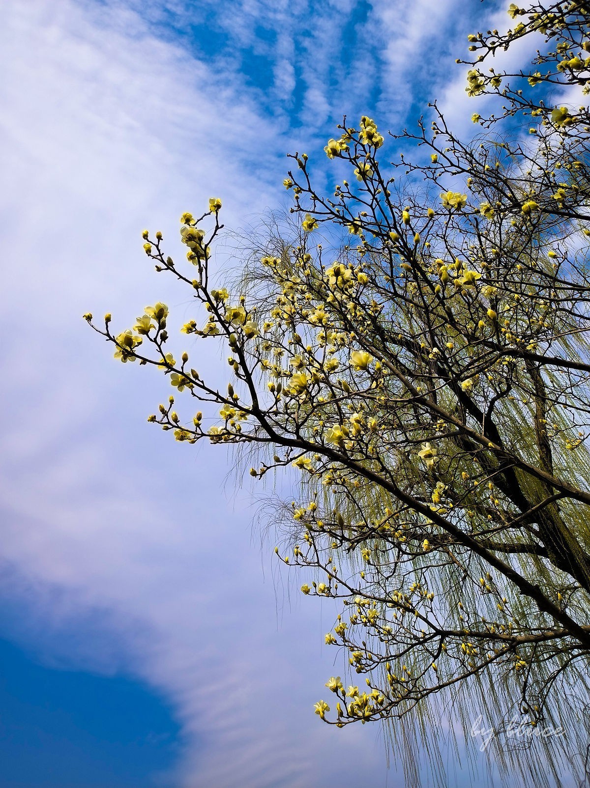 春意盎然（续3）