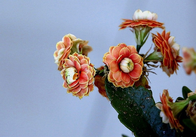 【不老松：纪实摄影】特写：自养的花！ (13)