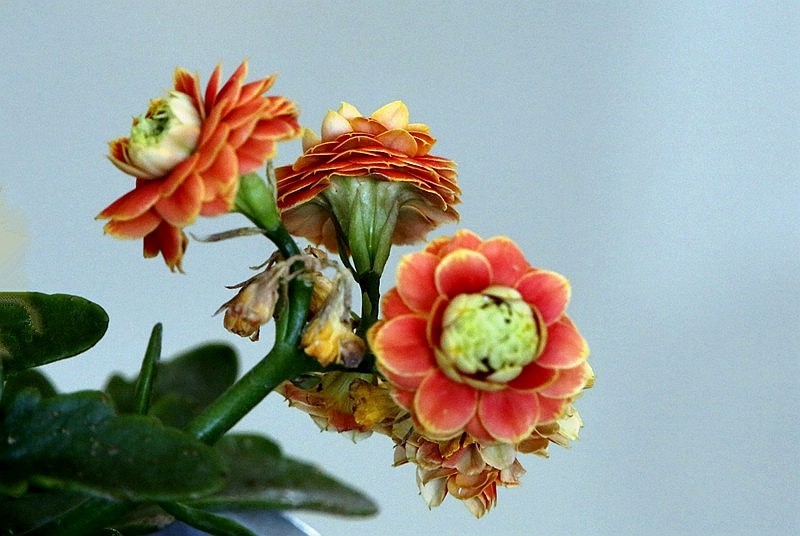 【不老松：纪实摄影】特写：自养的花！ (13)