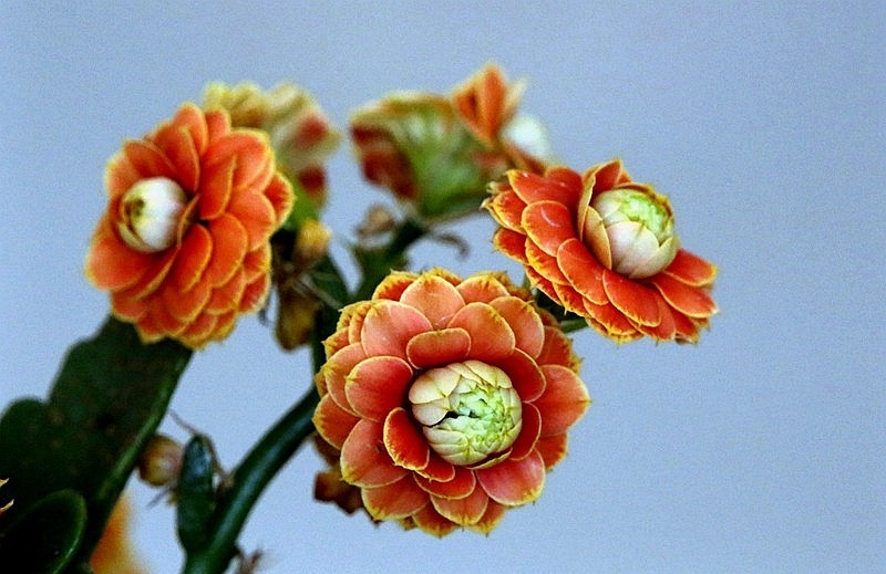 【不老松：纪实摄影】特写：自养的花！ (13)