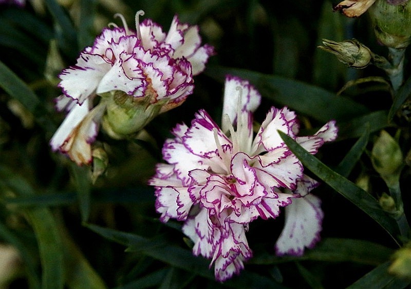 【不老松：纪实摄影】特写：自养的花！ (13)