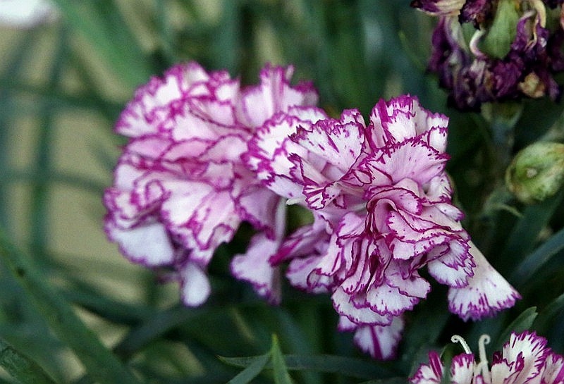 【不老松：纪实摄影】特写：自养的花！ (13)