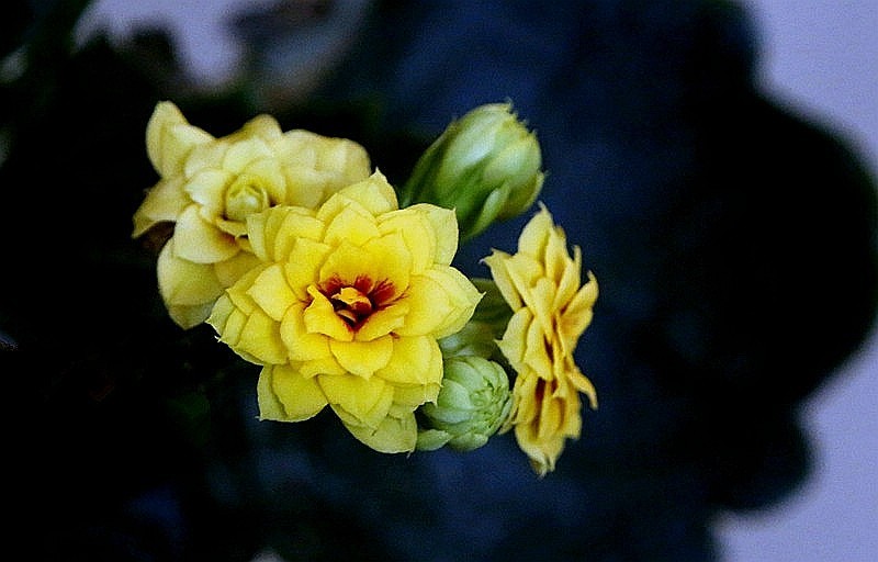 【不老松：纪实摄影】特写：自养的花！ (13)