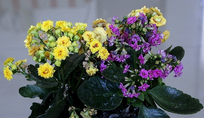 【不老松：纪实摄影】特写：自养的花！ (13)