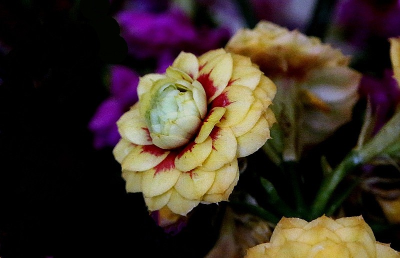 【不老松：纪实摄影】特写：自养的花！ (13)