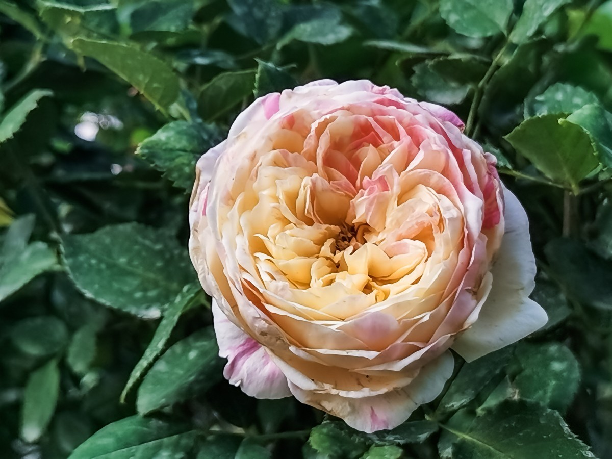 月季花