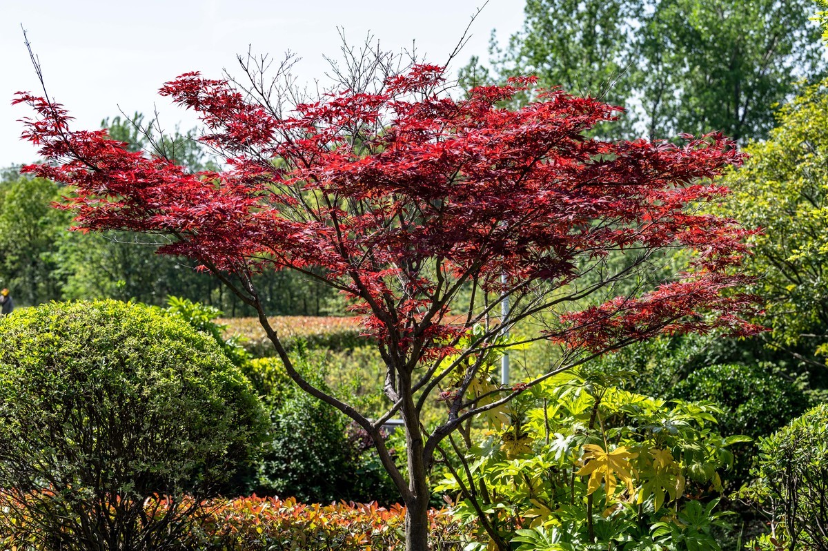 庐州印象（455）白馬山國家籃球公園