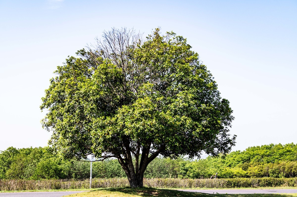庐州印象（455）白馬山國家籃球公園