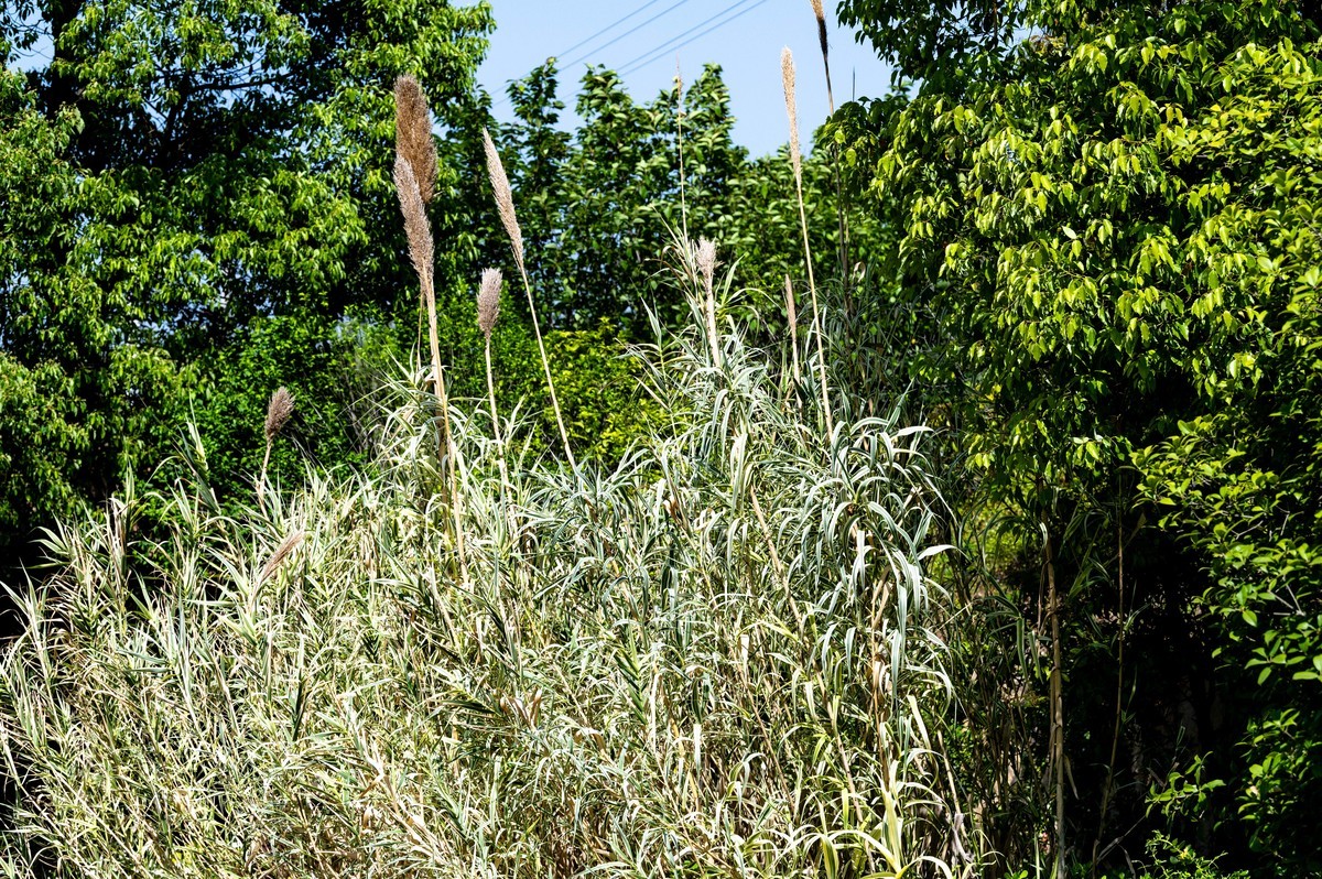 庐州印象（455）白馬山國家籃球公園