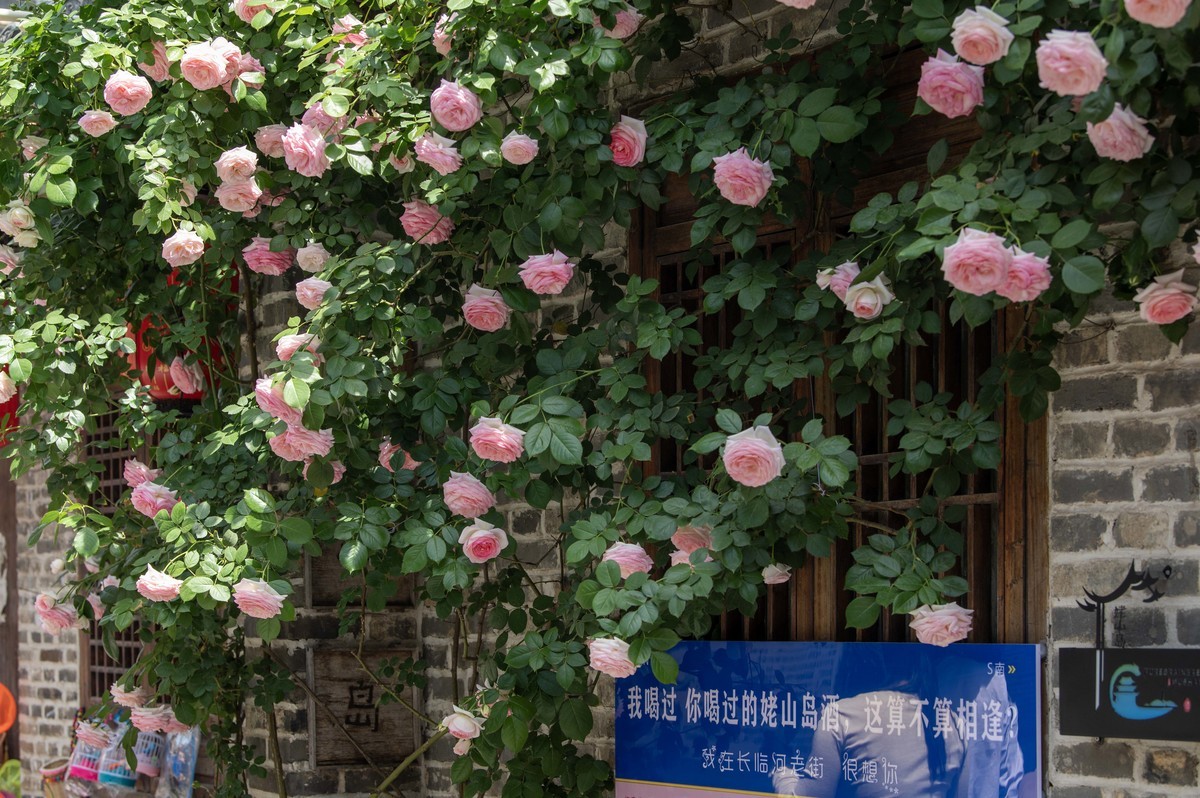 庐州印象(456)长临河古镇