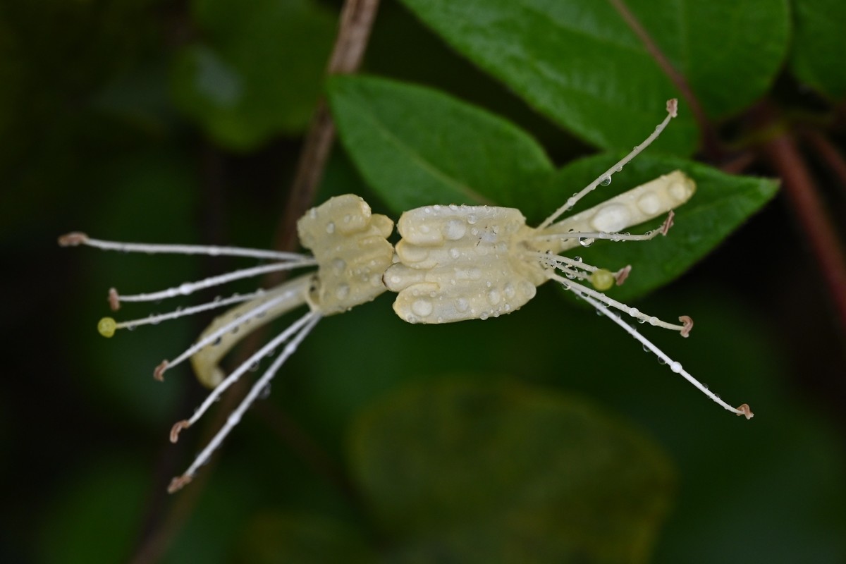 风吹雨打金银花