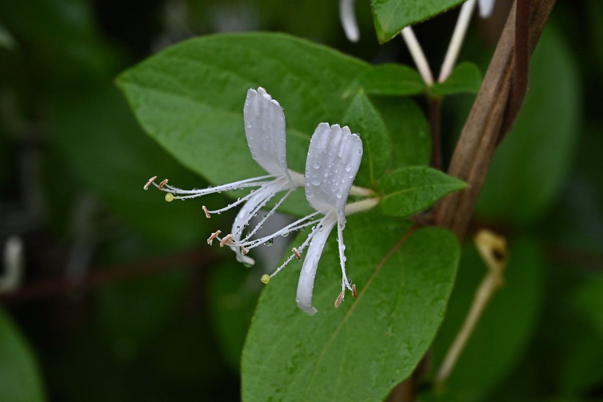 风吹雨打金银花