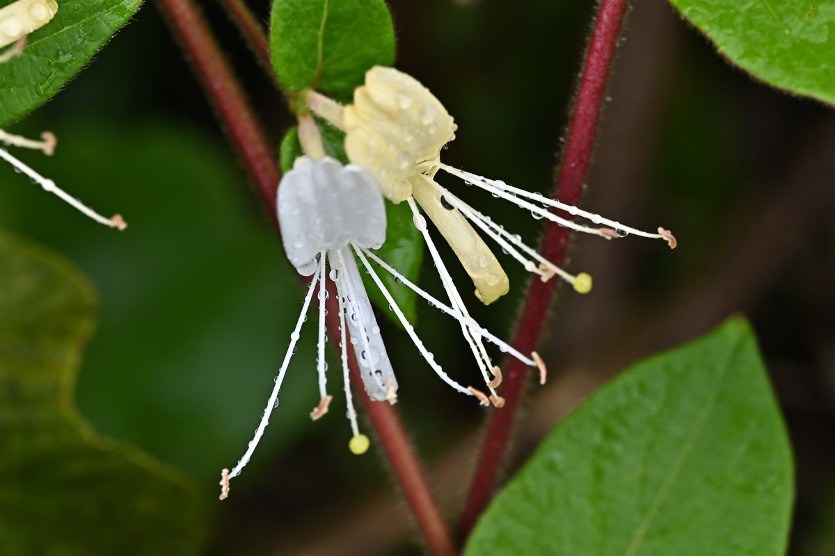 风吹雨打金银花
