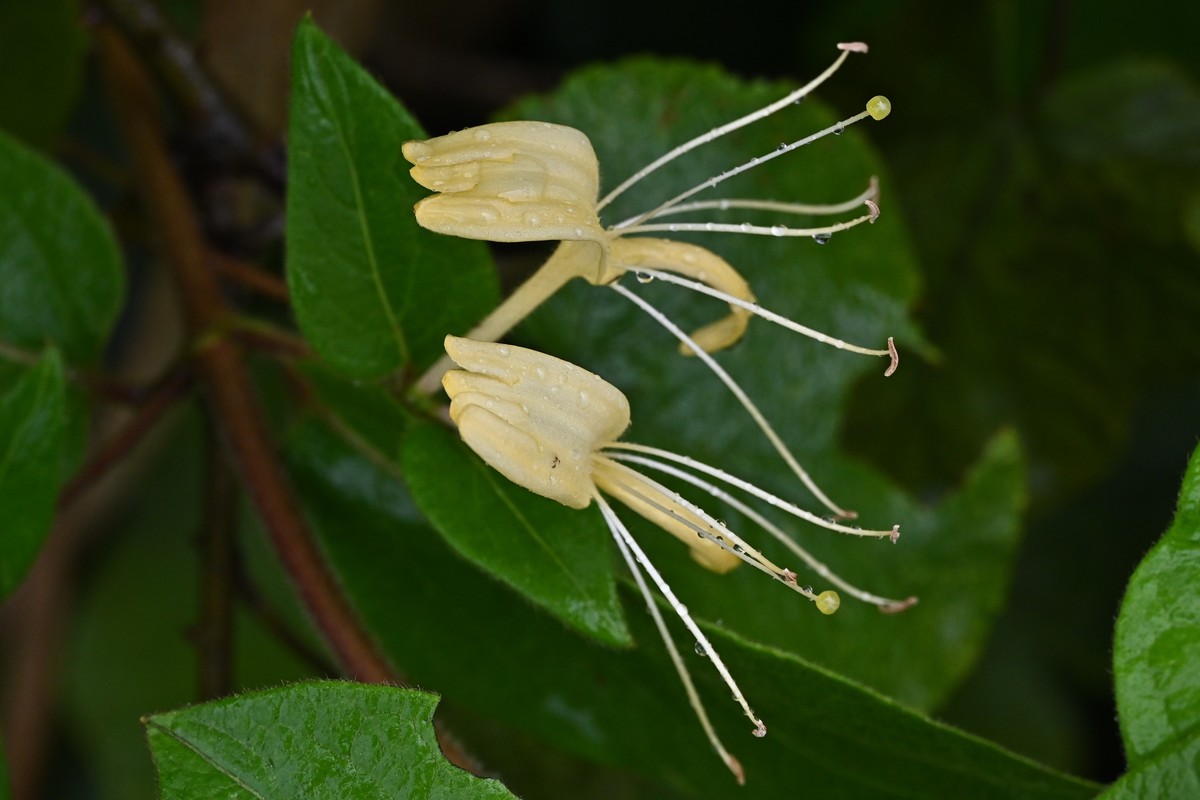 风吹雨打金银花