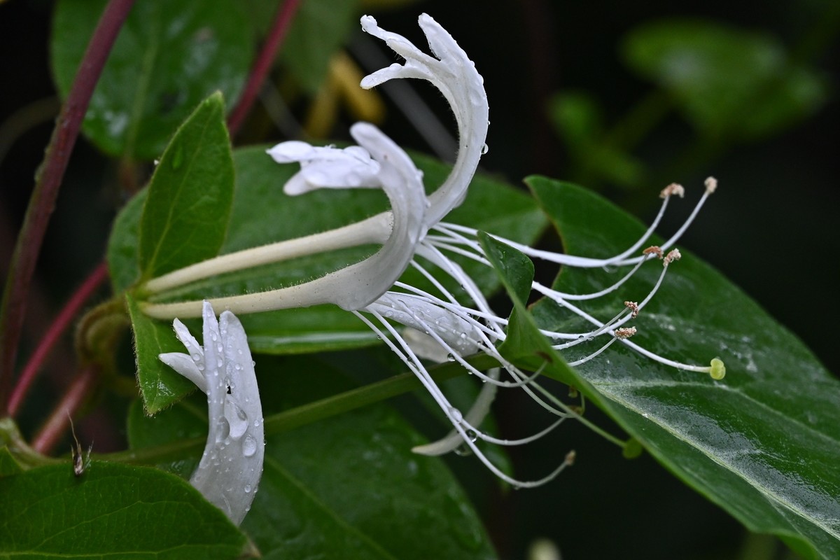风吹雨打金银花