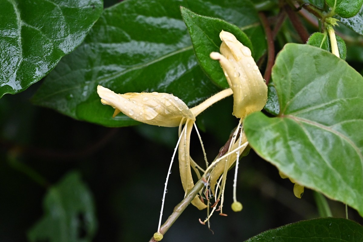 风吹雨打金银花